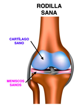 rodilla sana